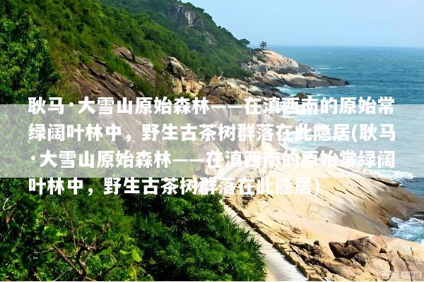 耿马·大雪山原始森林——在滇西南的原始常绿阔叶林中，野生古茶树群落在此隐居(耿马·大雪山原始森林——在滇西南的原始常绿阔叶林中，野生古茶树群落在此隐居)