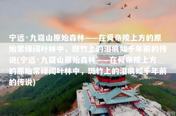 宁远·九嶷山原始森林——在舜帝陵上方的原始常绿阔叶林中，斑竹上的泪痕如千年前的传说(宁远·九嶷山原始森林——在舜帝陵上方的原始常绿阔叶林中，斑竹上的泪痕如千年前的传说)