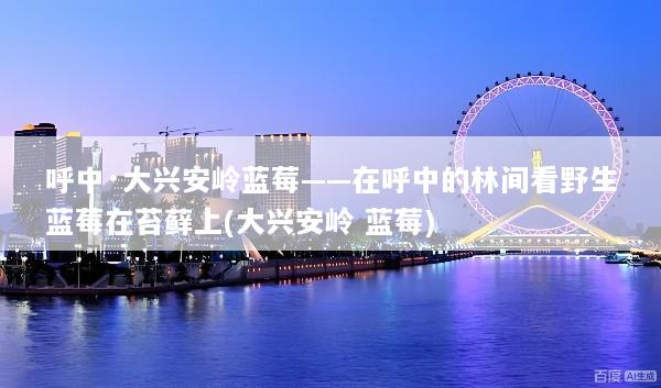 呼中·大兴安岭蓝莓——在呼中的林间看野生蓝莓在苔藓上(大兴安岭 蓝莓)